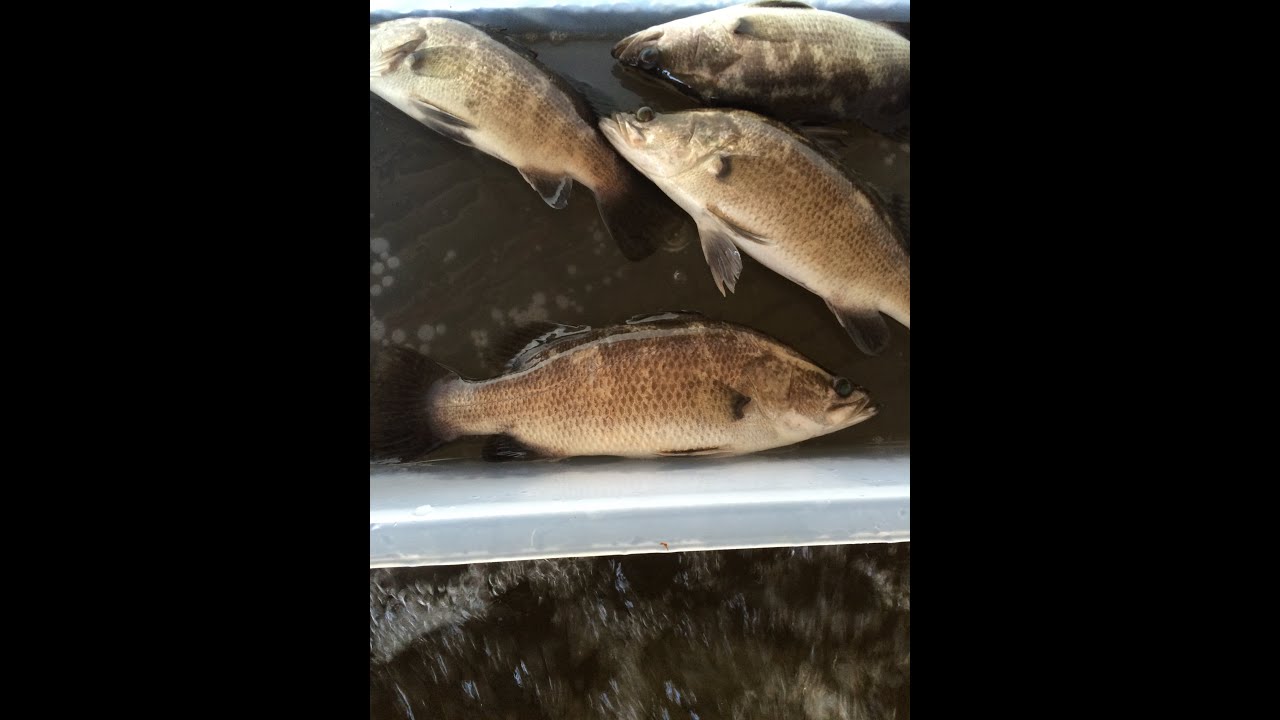 aquaponic-dont-s-bio-filtration-dissolved-oxygen-root-rot-and-water