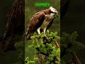 OSPREY#BIRD#NEST#VIRAL