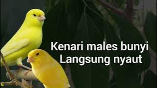 Masteran kenari males bunyi langsung nyaut