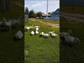 ГУСИ И УТКИ ПАСУТСЯ НА ТРАВЕ 🦢🦆