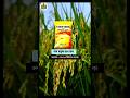 PAN 804 जमुना, बेस्ट वैरायटी धान की #farming #agriculture #youtubeshorts #shorts #trending #ytshorts