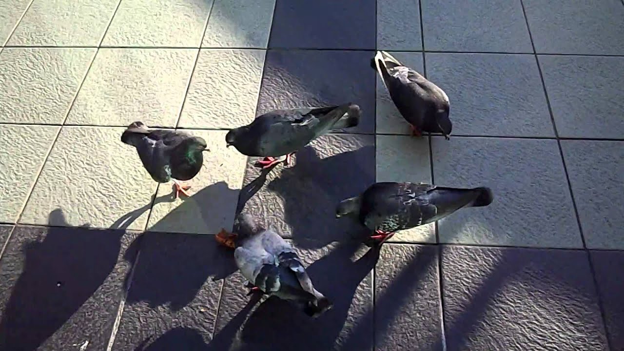 Sharp SH-10C - Test Video 1