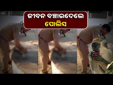 ୪୫ ମିନିଟ୍‌ ର ସଂଘର୍ଷ ପରେ ନୂଆ ଜୀବନ ପାଇଲା ମାଙ୍କଡ଼ ଛୁଆ