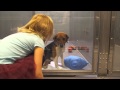 Shelter Dog Suzie Gets Adopted - MD SPCA VERSION