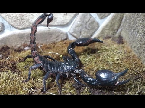 Video: Ce mănâncă scorpionii?