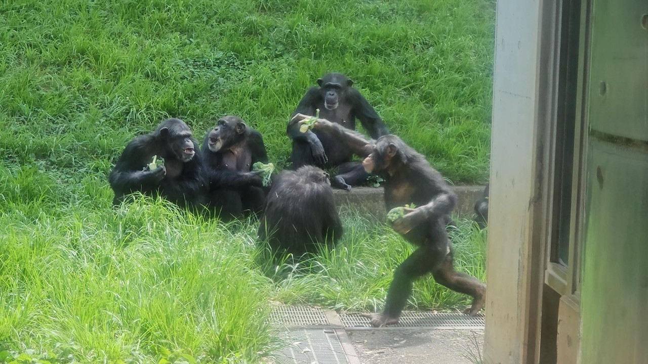 Shijimi: Playtime Over Snacks Tama Zoo Toys with the Lives of