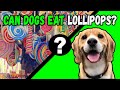 Are Lollipops Safe for Dogs? Risks, Feeding Tips, and Veterinary Guidance
