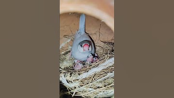 Silver java breeding progress | java bird egg hatching time | silver java baby | silver java bird