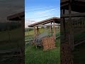 #shorts #short #shortvideo #brasil #nature #farm #culture #roça #beautiful #history #natural #art
