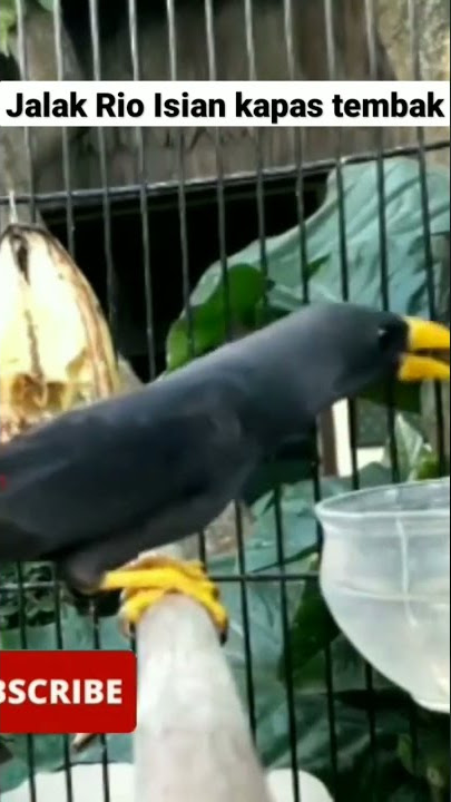 Burung Jalak Rio² gacor Isian Kapas Tembak.