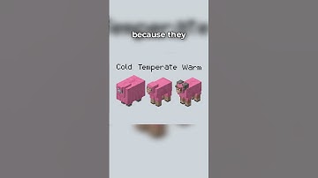 NEW SHEEP IN MINECRAFT!