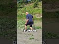They Throw Fresh Plants Into the Mud… On Purpose 🤯