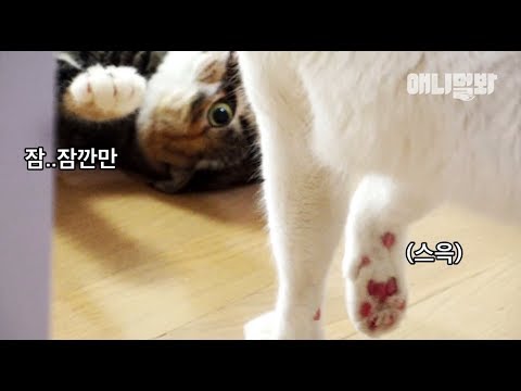 야 잠깐만 솜방망이 좀 내려놓고 말로하면 안되냥ㅣ Angry <strong>Cat</strong> Siblings Punch Each Other In The <strong>Face</strong>. What Would You Do?