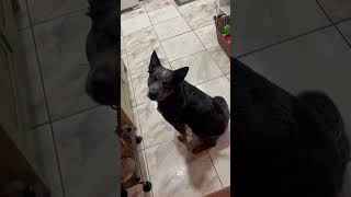 Service Dog begging for his ball #servicedog #dog #blueheeler