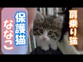 【保護猫】保護子猫が肩乗り猫になりました【子猫保護/捨て猫/迷い猫】