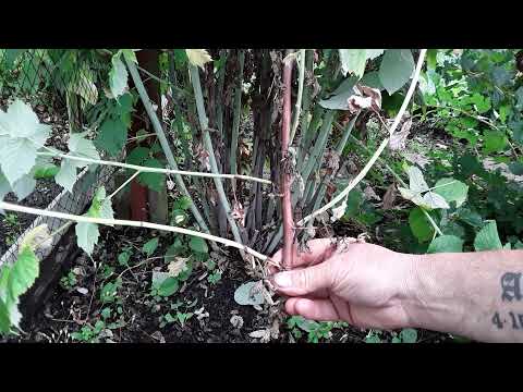 Video: Plante de vară cu zmeură roșie: când tăiați zmeura de vară