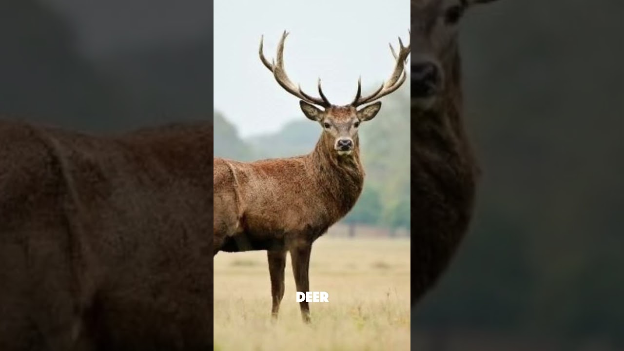 These Animals Literally Self-Destruct💀😬