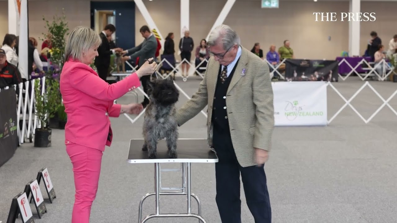 Rangiora stadium goes to the dogs as 700 compete for Best in Show