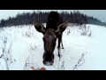 Внезапная встреча с Лосем  ( домашним ) / WTF Meeting with wild animals