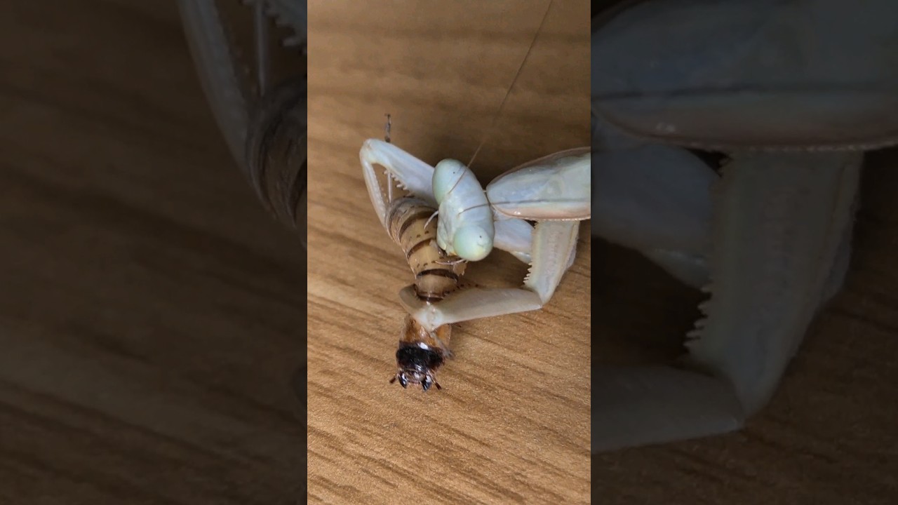 Comment nourrir une mante g&eacute;ante ? Partie 2