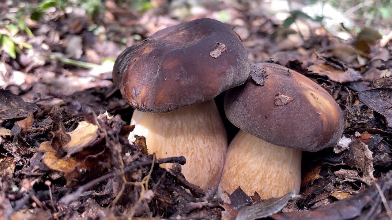 BOLETUS AEREUS & AMANITA CAESAREA (2021) (HDR)