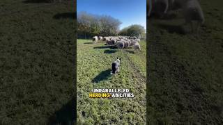 Border collie | the most intelligent dog breed in the world