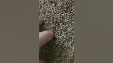 2+ minutes of carpet scratching asmr #asmr #asmrsounds #asmrscratching #asmrlofi