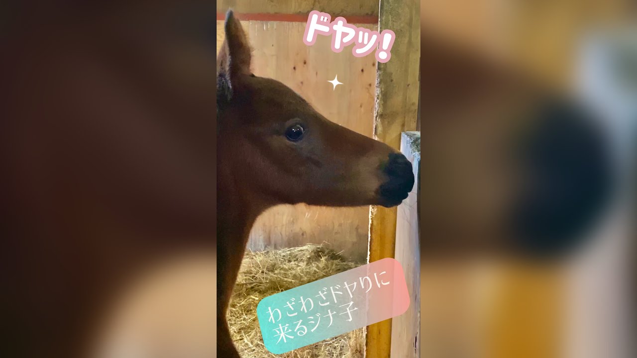 ジナ子ちゃんのドヤ顔 Youtube ジナ子ちゃんのドヤ顔 Youtube