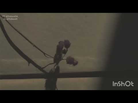 كايروكي ليه سكت ليه