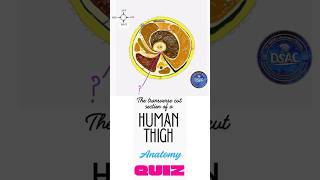 Human anatomy diagram quiz. Cross section of mid thigh. Bony ridge on the shaft of femur #anatomy