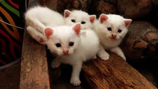 Three cute kittens 🐱🐱🐱 Our new kittens ❤️ by GBC Cats 406 views 1 year ago 1 minute, 2 seconds