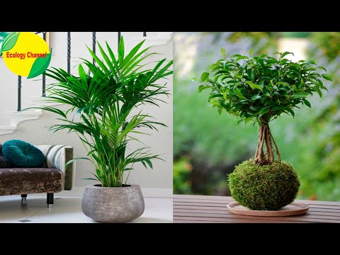 Video: Ideas para plantas de oficina - Cómo elegir plantas para la oficina