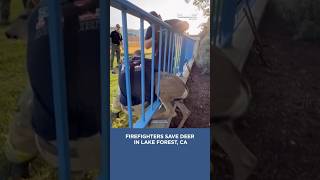 Firefighters rescued a a deer that was stuck in Lake Forest, CA #lakeforest #ca #deer #animalrescue