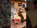 My Country Life, Cute Pet Debut Plan, Come and Watch, Come and Have a Taste Together, Boo's Ridicu