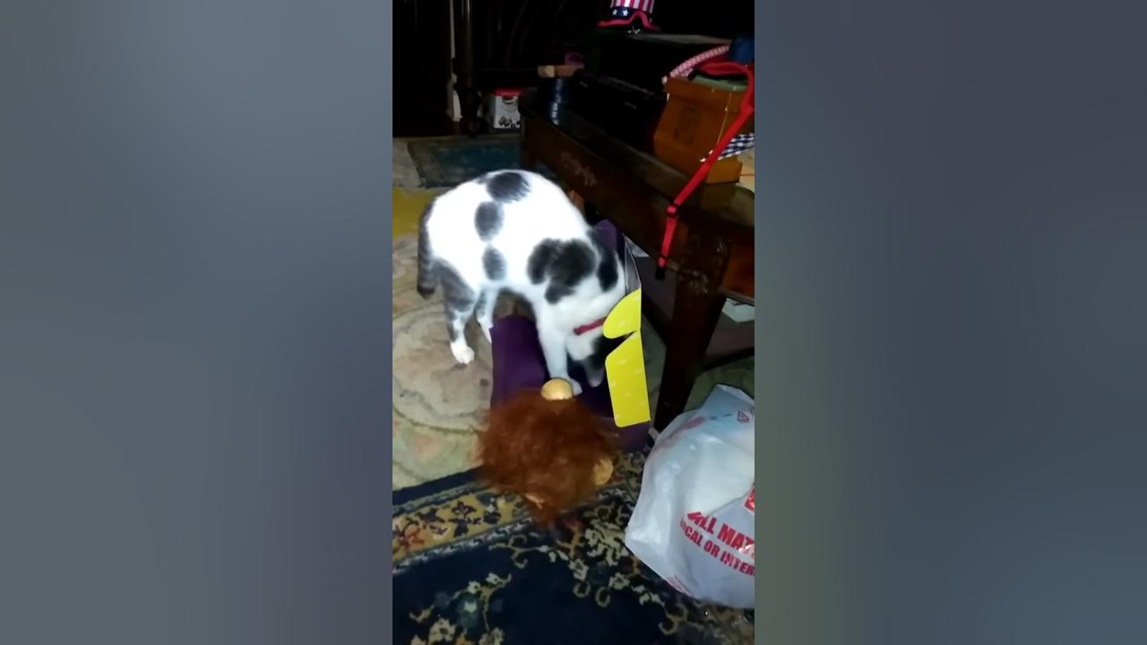 Oooo Fuzzy Bouncy Balls YouTube