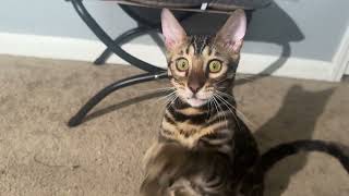 Details Suede and Bleu playing August 10th 2026 Bengal Kittens Wylde Bengal Cattery Ohio Update