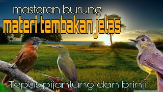 Masteran materi tembakan jelas ❗ Tepus pijantung dan brinji 🔥