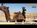 مهرجان قطر الاول للمجاهيم اليوم الاول الجزء السابع ٢٠١٨ قناة اصايل قطر