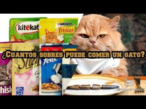 Video: ¿Sobrealimento a mi gato?