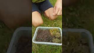 Celebrity Collecting & Identifying Moss Profile