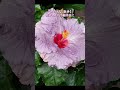 【ちいさな、散歩】花フェスタは最終日に、も、行きたい #shorts #はな