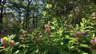 Pipevine Swallowtail Party on the Milkweed