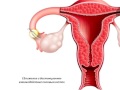 Эмбриональное развитие человека. Начальный период