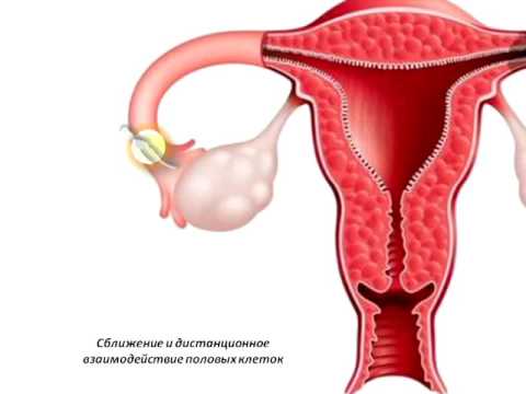 Реферат: Эмбриональное развитие человека