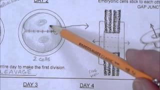 25:  Embryology: Week 1  ["Mapping the Body with Art," www.ellenjmchenry.com]