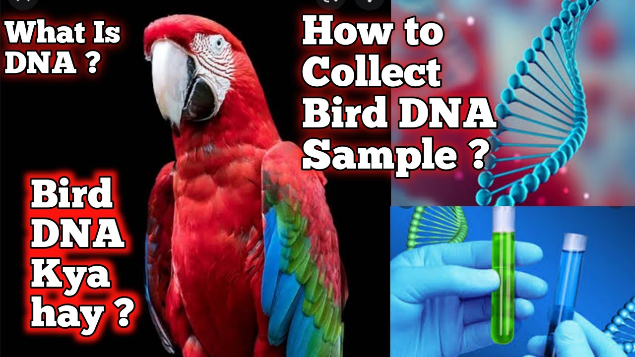 How to Collect DNA Sample of Birds How to know Gender of Exotic