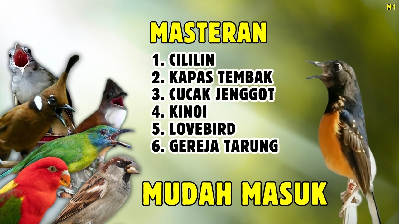 🔴 DONGKRAK EMOSI NAIK || MASTERAN MEWAH MURAI BATU GACOR