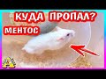 КУДА ПРОПАЛ ХОМЯЧОК МЕНТОС? / ХОМЯК КЕМПБЕЛЛА / ХОМЯК АЛЬБИНОС / ALISA EASY PETS