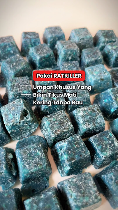 Racun Tikus Yang Jelas Ampuh