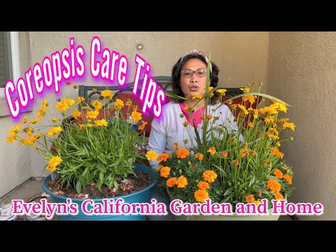 Βίντεο: Coreopsis ροζ